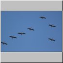 Grus grus - Kranich 12.jpg